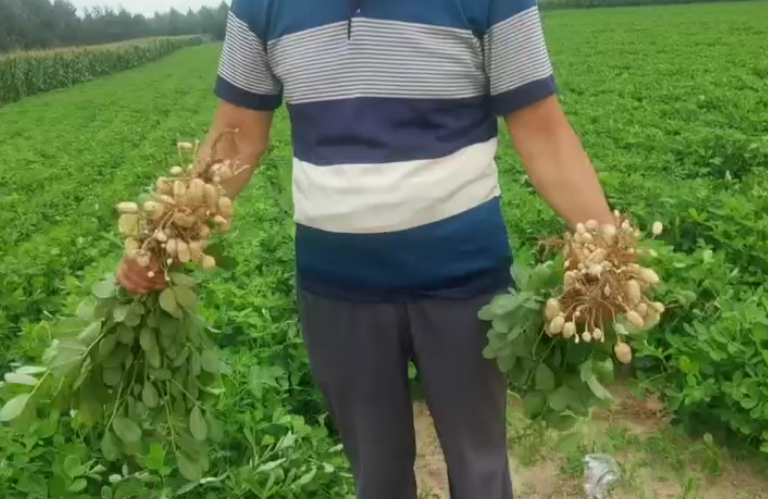 梨樹的旱科威花生增產(chǎn)明顯